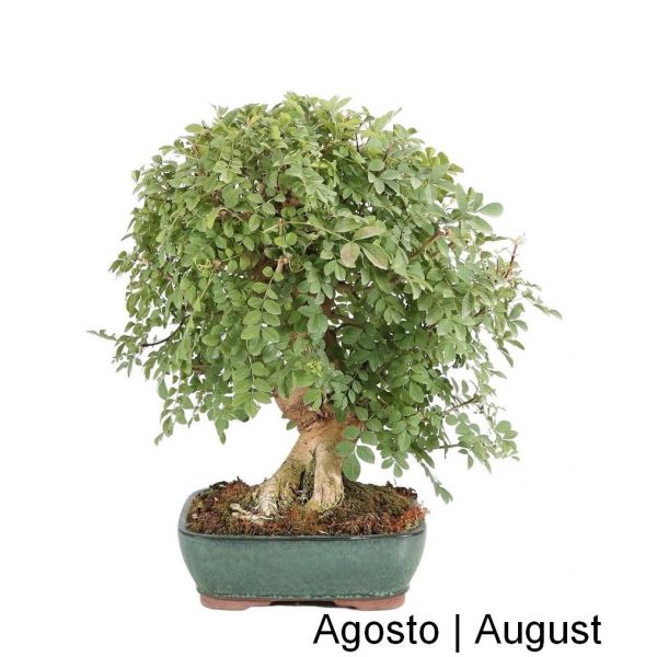 Luso Bonsai Fraxinus Bonsai de 34 anos - 60557A