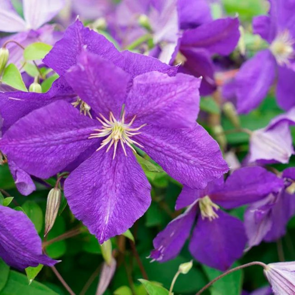 Clématite 'jackmanii' - clematis 1,5l