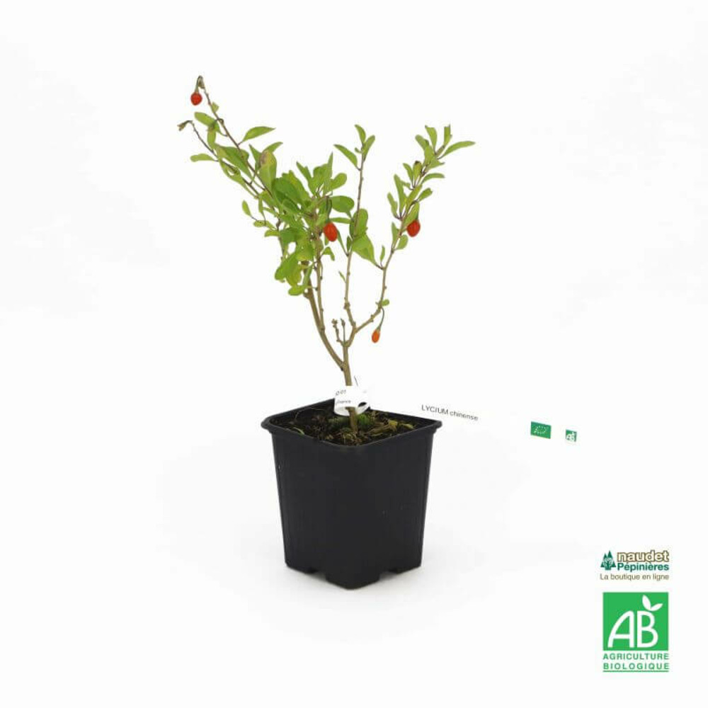 Goji 'chinense' bio - godet 9cm