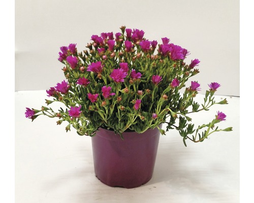 IJsplant FloraSelf Mesembryanthemum Ø 18 cm pot
