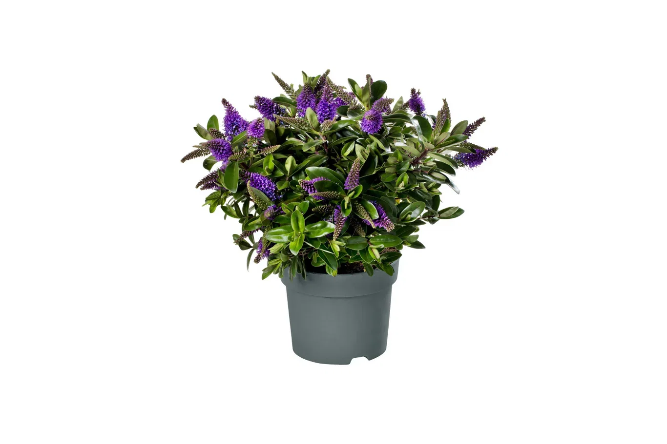 Hebe × andersonii Blue 17 cm Hebe Andersonii Plante Ø17 cm