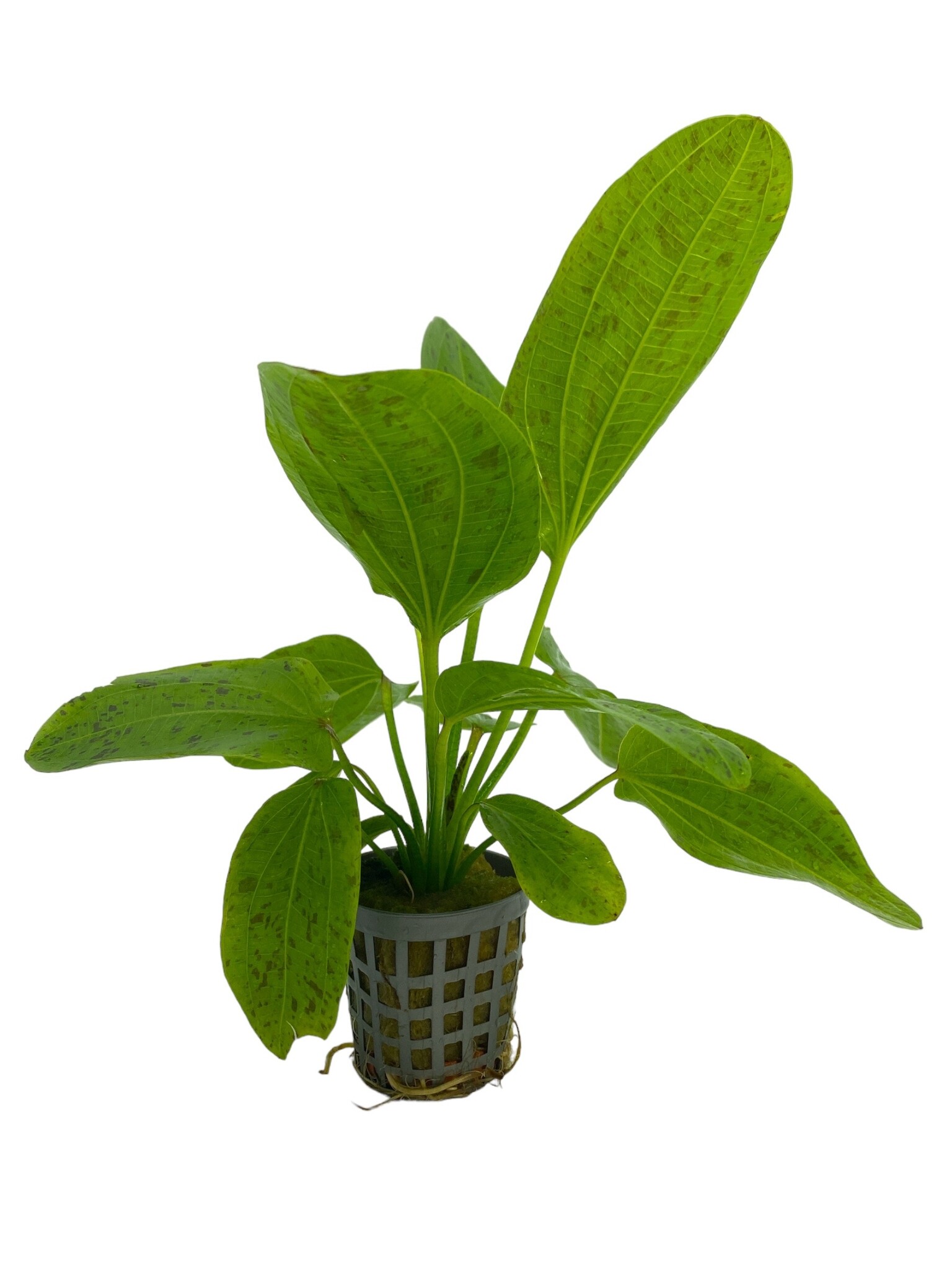 Waterplant Echinodorus Ozelot Groen 5cm