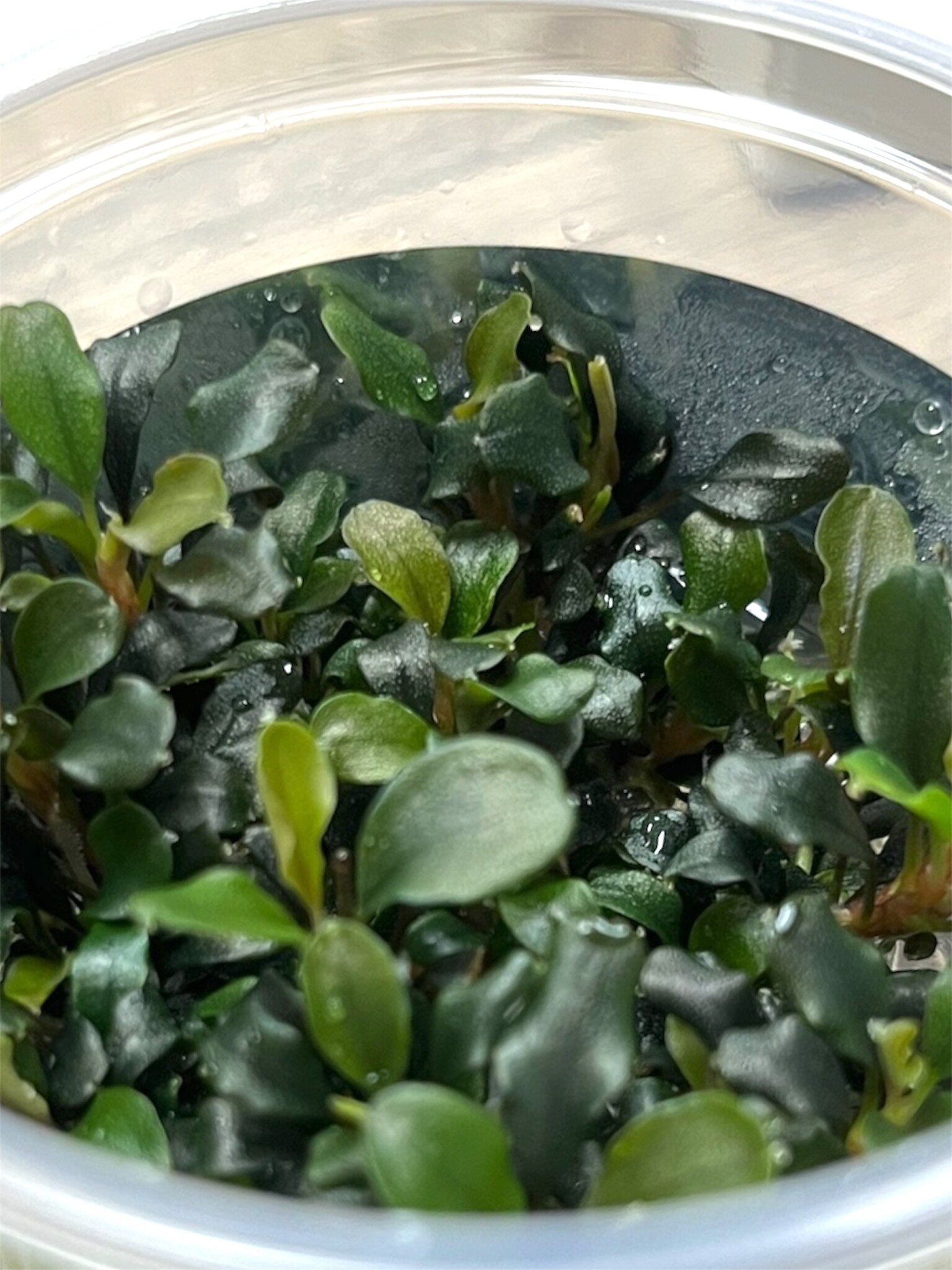 Waterplant Bucephalandra 'Maia' – In Vitro aquariumplant