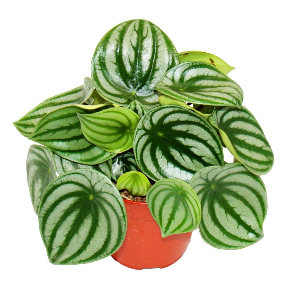 Peperomia argyreia watermelon - pastèque poivre nain - dans un pot de 12cm