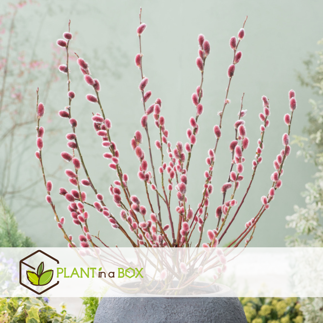 Salix mount aso 'red cat' - gracilistyla - arbre - lot de 2 - ⌀12 cm - h50-60 cm
