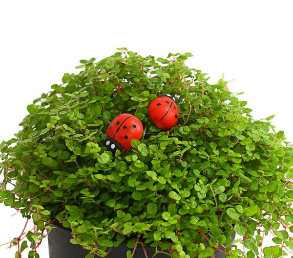 Bubikopf - Soleirolia soleirolii
