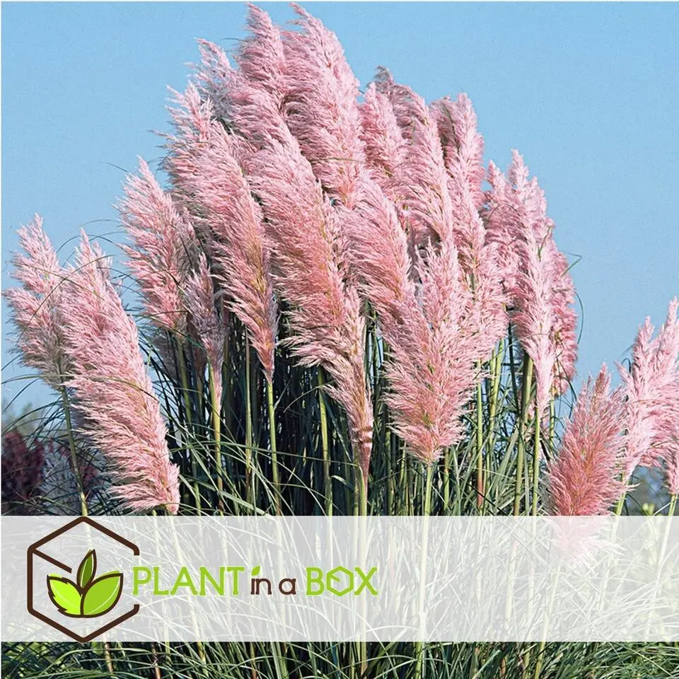 Pampasgras - Set van 6 - Cortaderia selloana - Hoogte 25-40cm - ⌀9cm