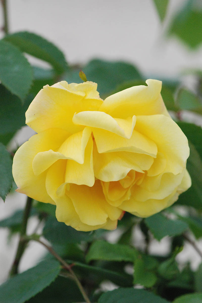 Rosier grimpant kordès 'golden gate' ? - 5l