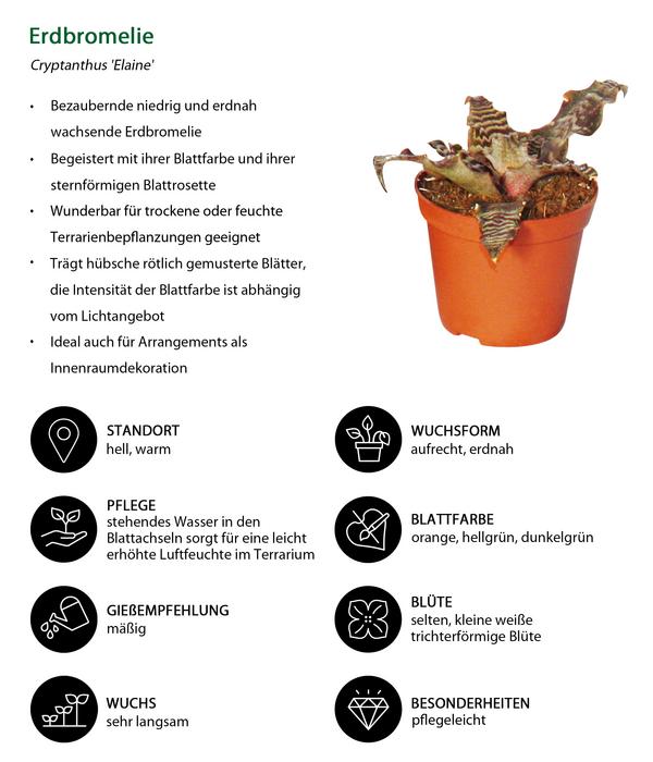 Erdbromelien-Set - Cryptanthus, 4-teilig