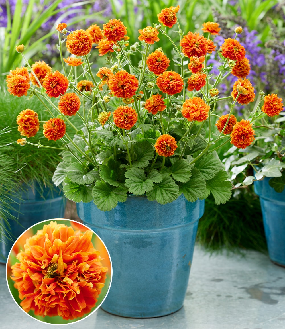 Geum 'Orange Pumpkin®'