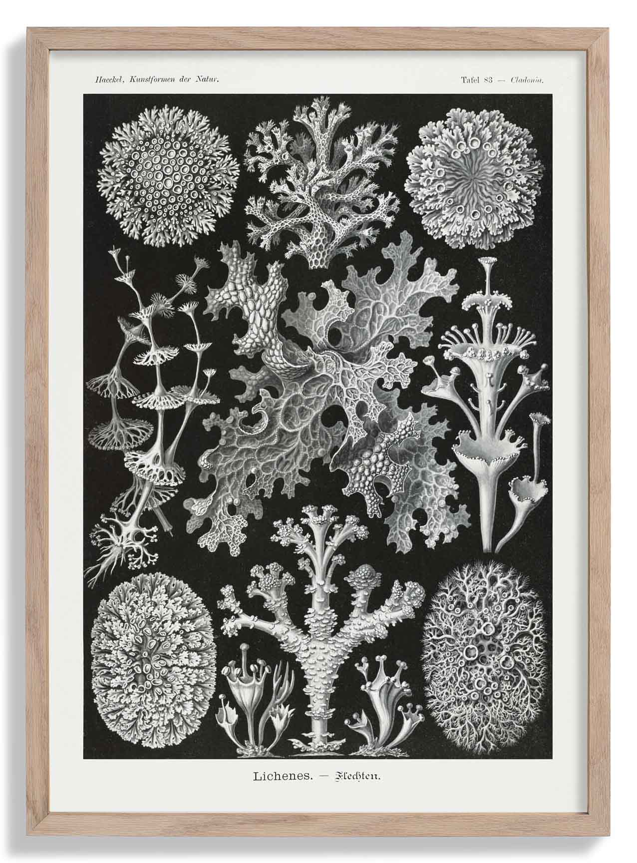 Flechten von Ernst Haeckel