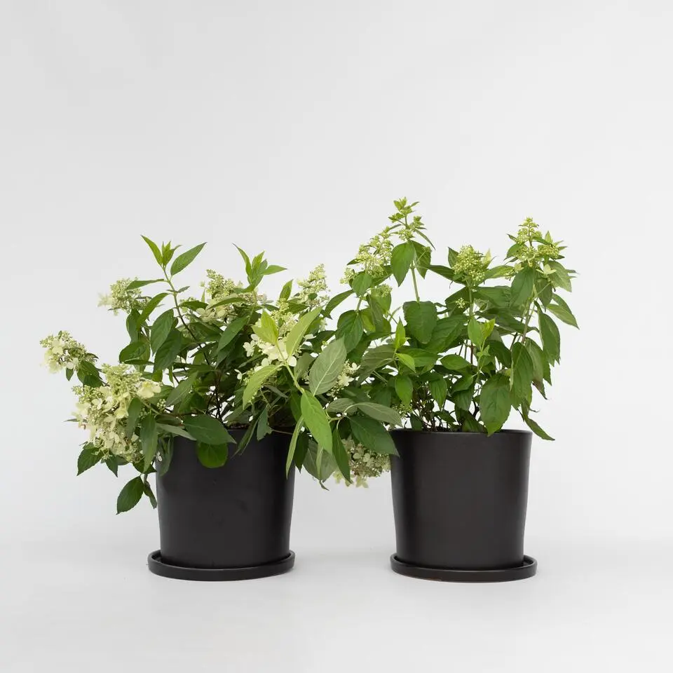 Pluimhortensia - Set van 2 - Hydrangea 'Confetti' - Hoogte 25-40cm - ⌀19cm