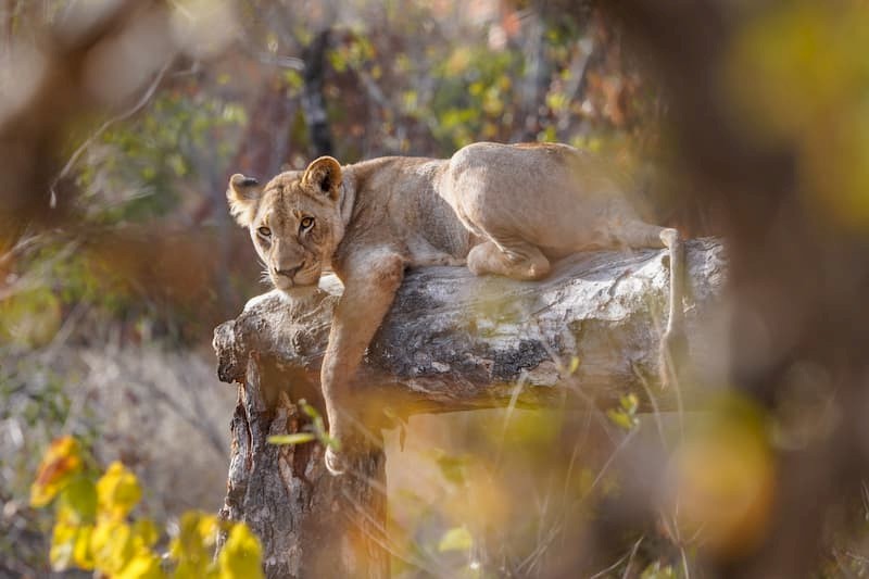 Wildlife glamping in Zuid-Afrika