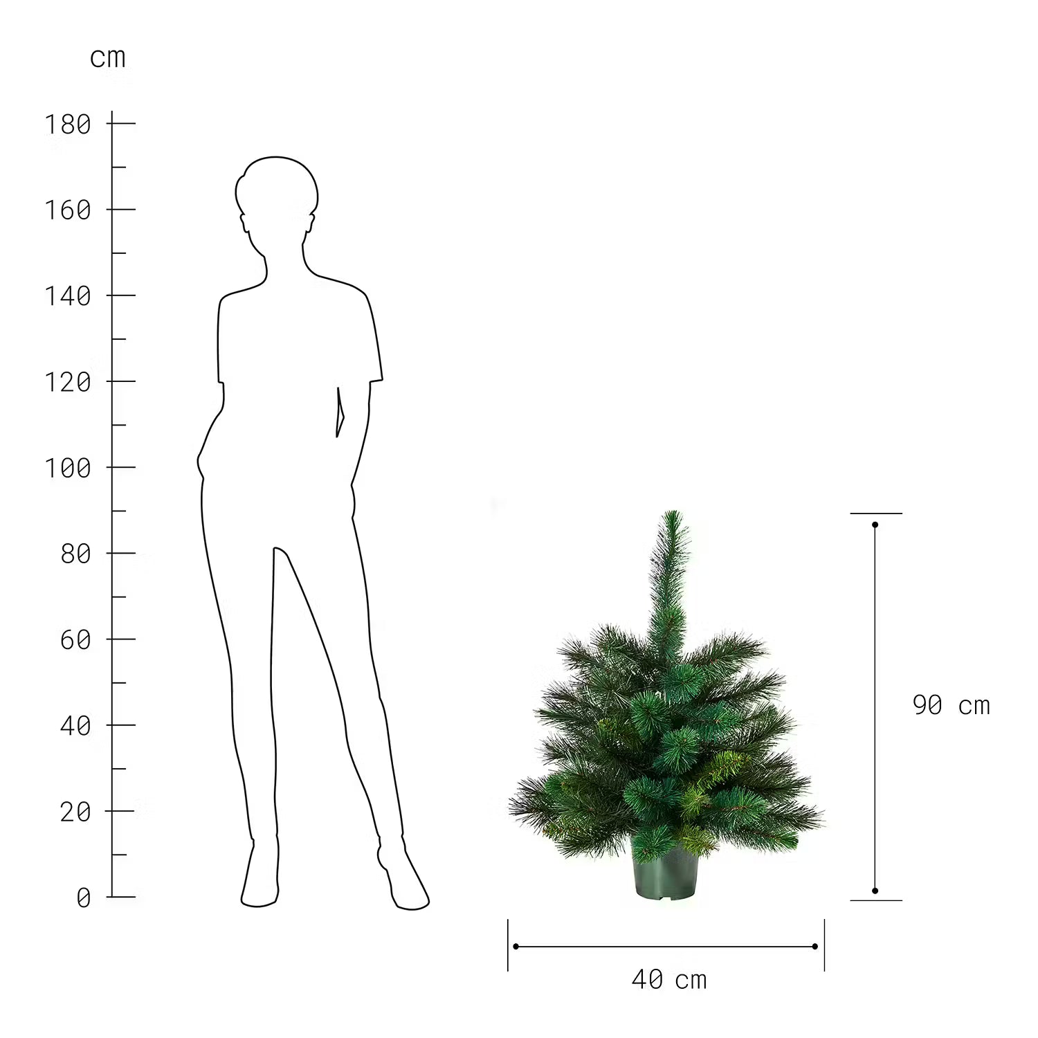 TREE OF THE MONTH Weihnachtsbaum