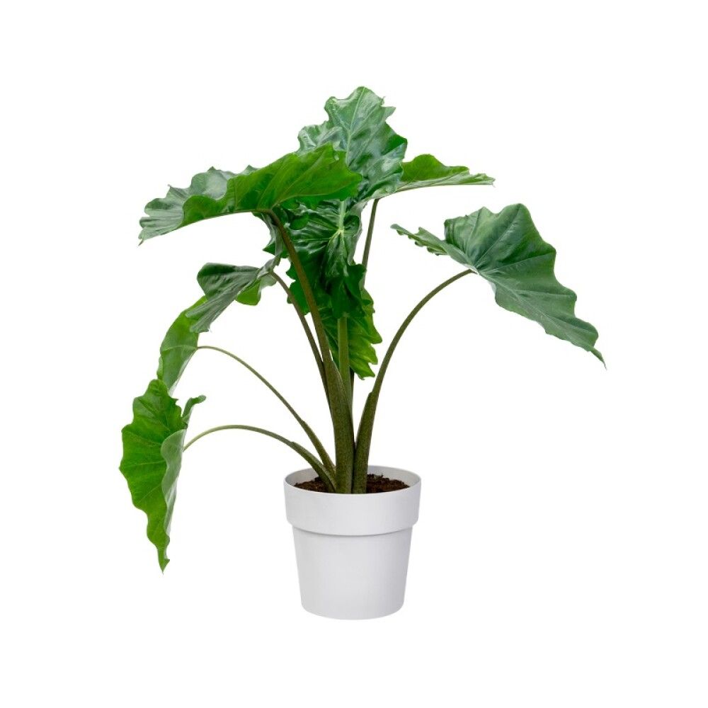 PLASTPOTTE ELHO B.FOR ORIGINAL Ø35CM HVIT