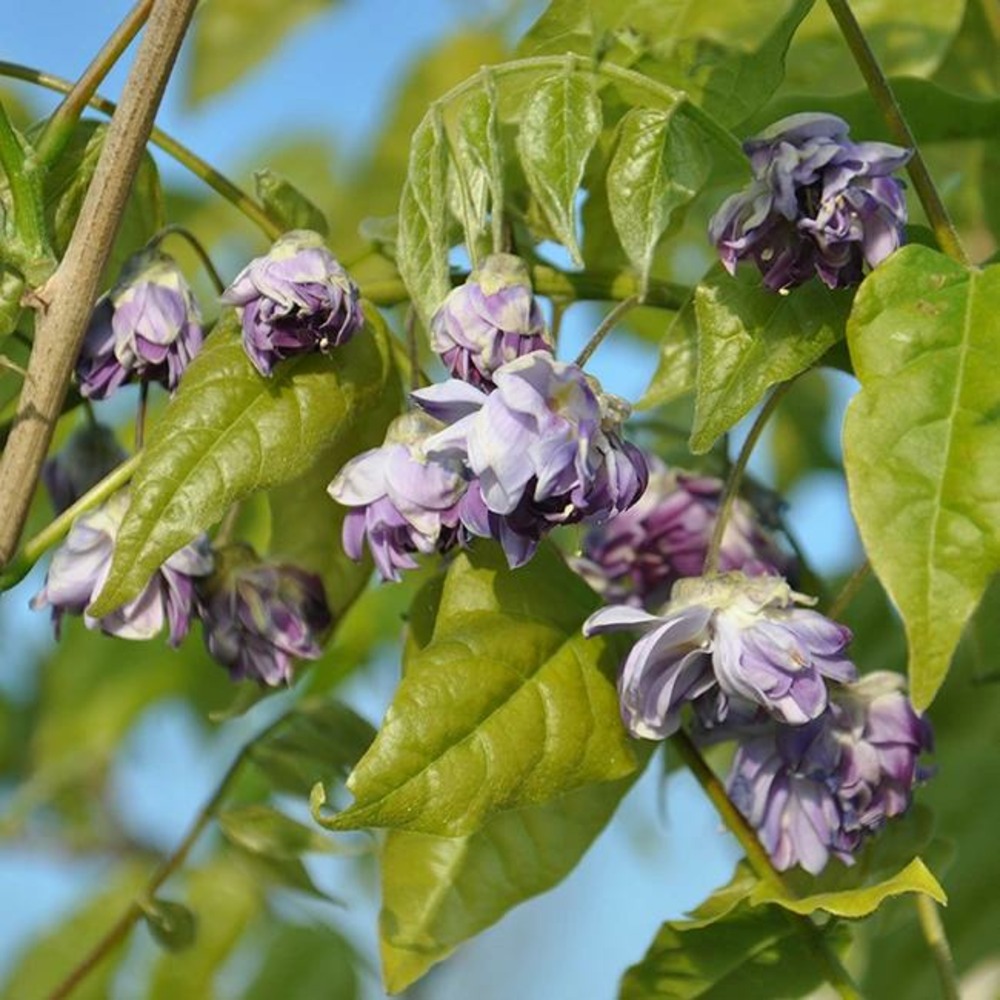 Glycine du japon 'violacea plena' wisteria floribunda 3l