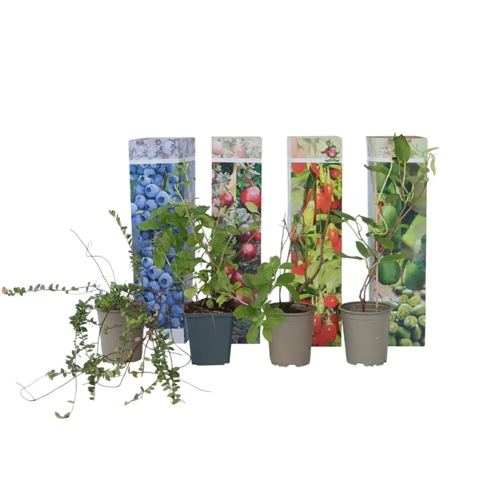 Fruitstruiken - Set van 4 - Actinidia, Vaccinium, Lycium - Hoogte 25-40cm - ⌀9cm