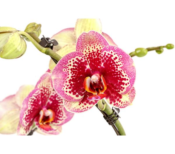 Schmetterlingsorchidee - Phalaenopsis