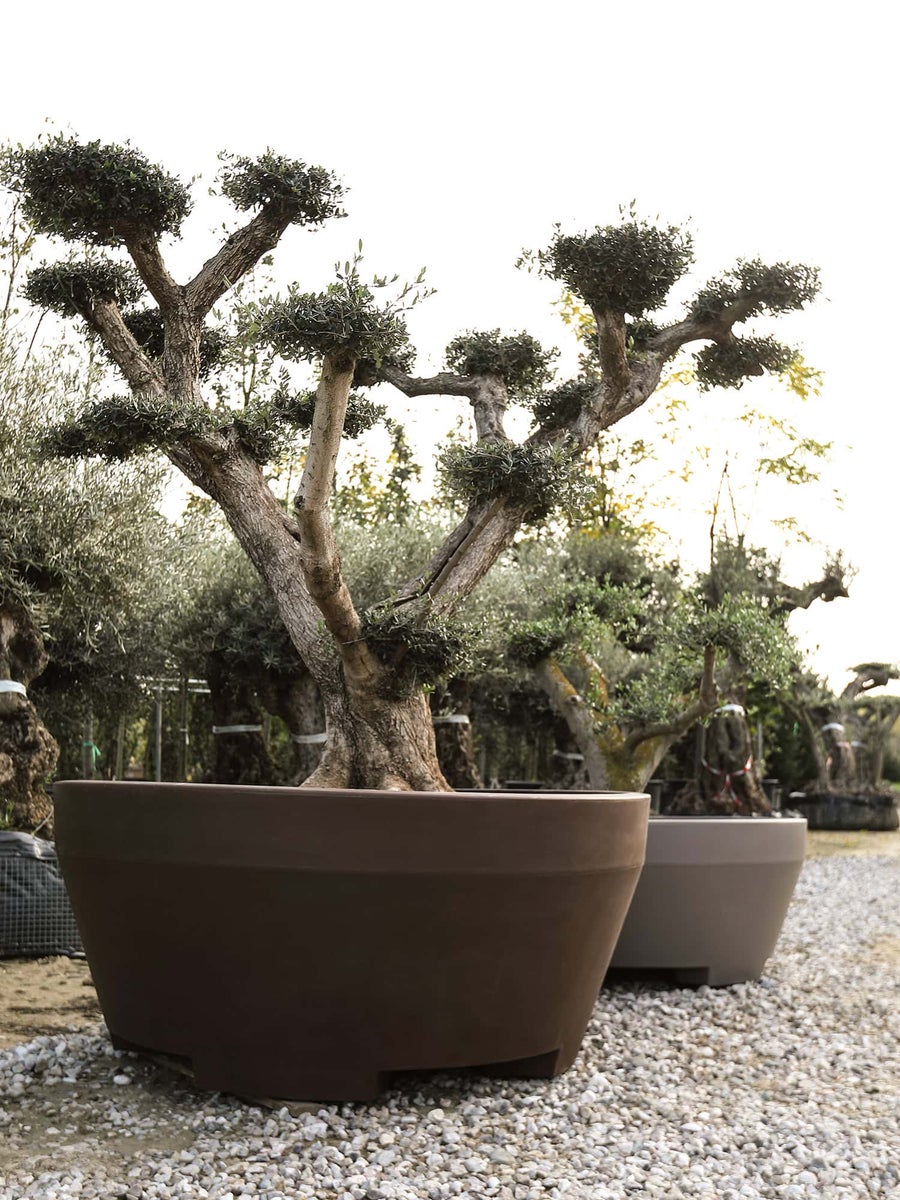 COLE 150 Jumbo XXL plantenbak, 150 cm diameter, 839 l inhoud, antiek brons, plantenbak, plantenpot