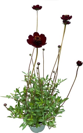 Cosmea (Cosmos atrosanguineus 'Hot Chocolate') D 17 H 40 cm