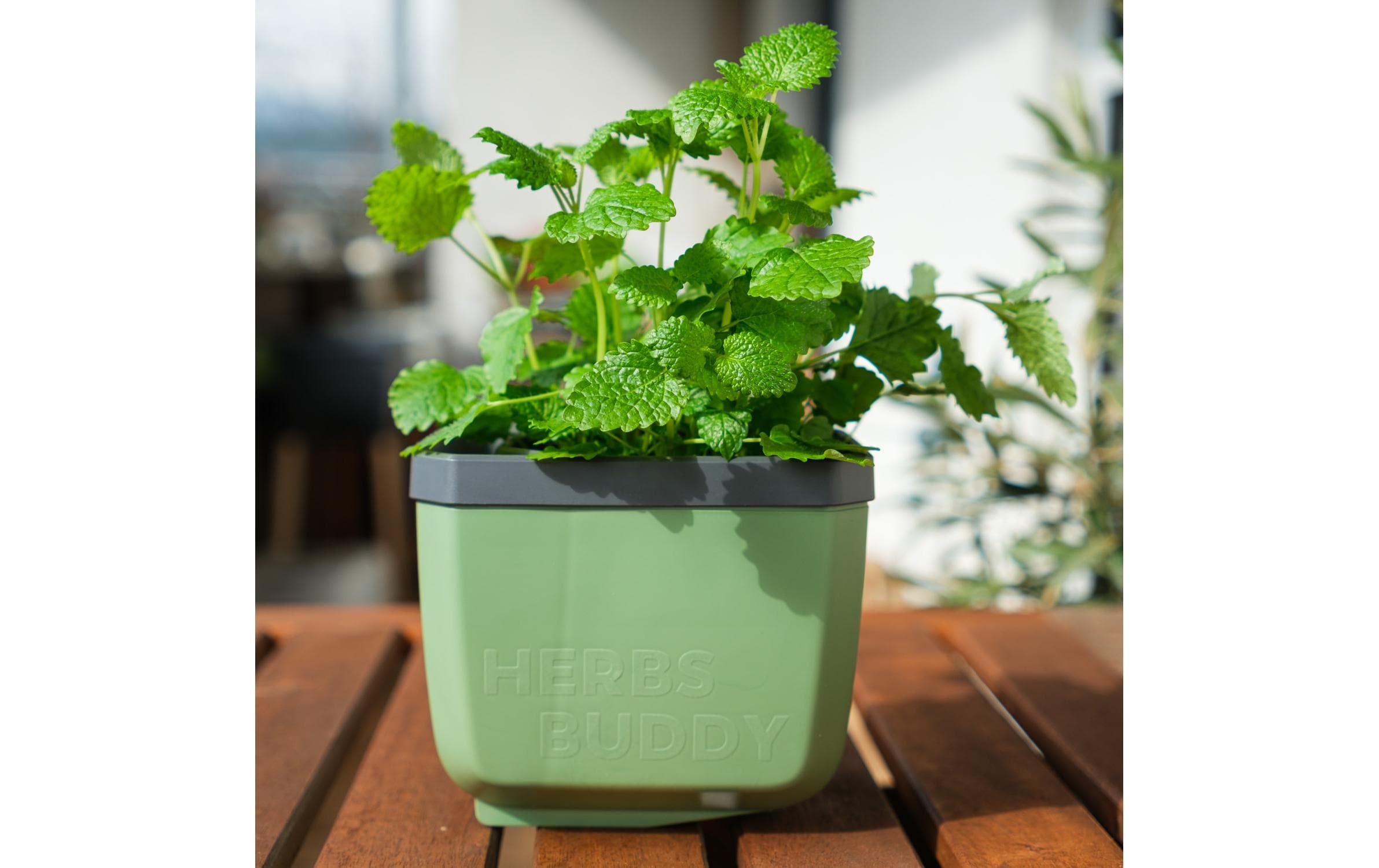 HERBS BUDDY Kräutertopf DunkelgrünKräutertopf mit Wasserreservoir und Kippfunktion