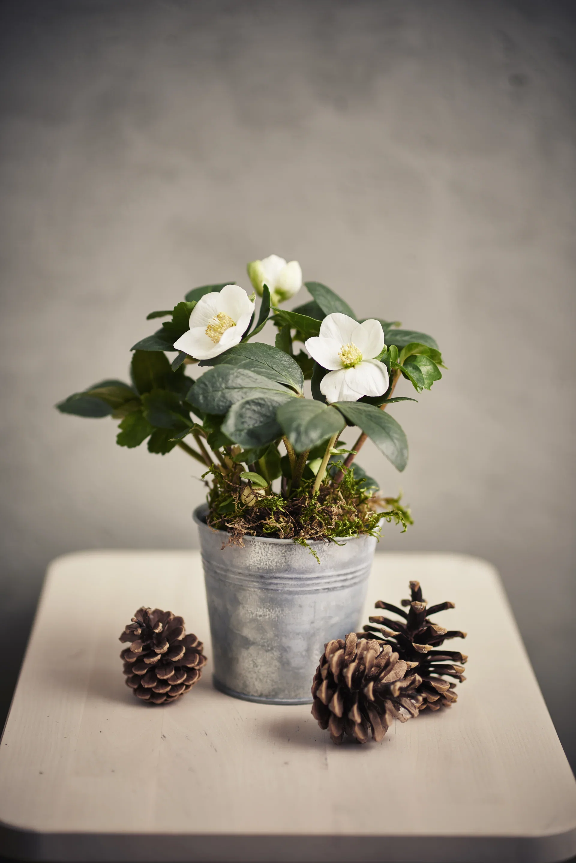 Helleborus niger Hvit Julerose G.C. ® Ø10,5 cm