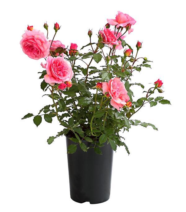 Rosen, verschiedene Sorten
