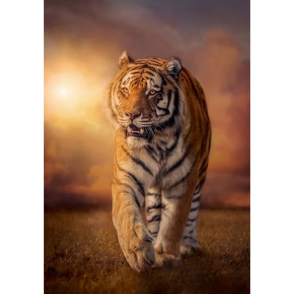 Clementoni - Puzzle 1500 pièces tigre
