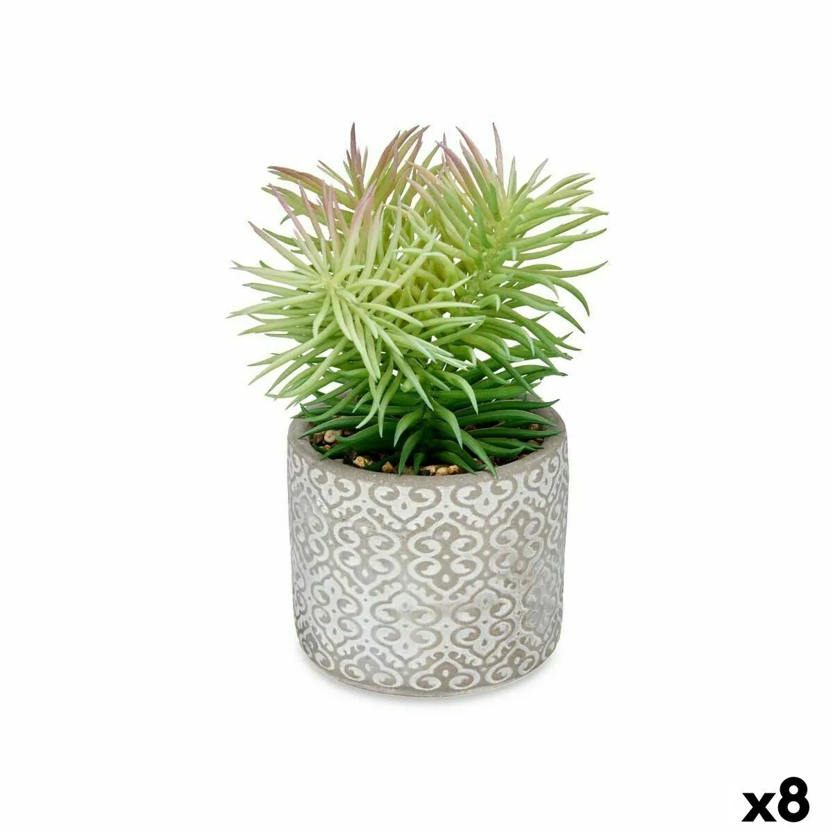 Ibergarden Plante décorative Succulent