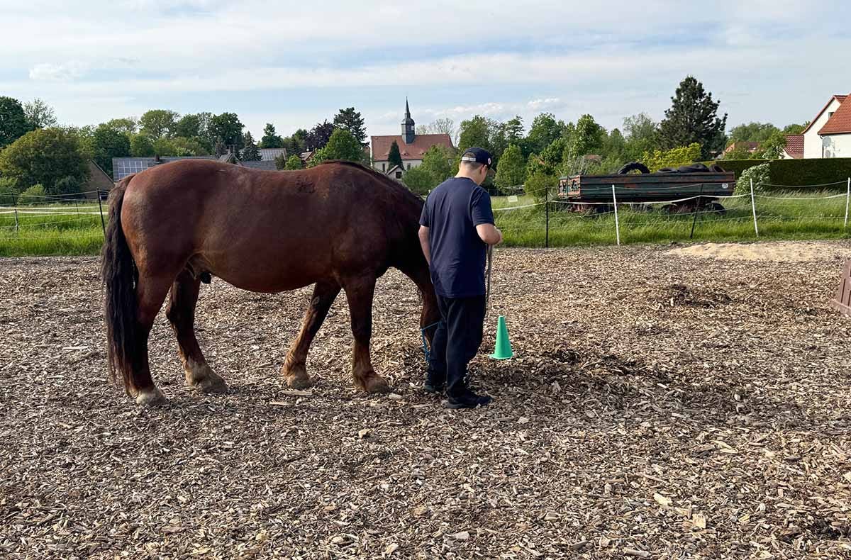 Coaching mit Pferden Grumbach