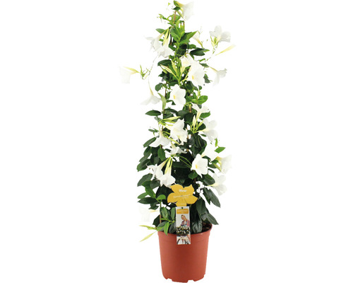 Dipladenia, trechtervormige bloemenpiramide FloraSelf Dipladenia mandevilla 'Summerstar' Totale hoogte ca. 90 cm Ø 21 cm Pot wit