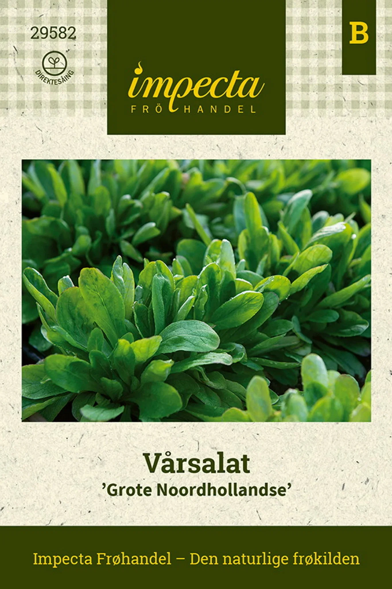 Valerianella locusta 'Grote Noordhollandse' Vårsalat 'Grote Noordhollandse'