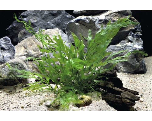 Congo water fern - Bolbitis heudelotii