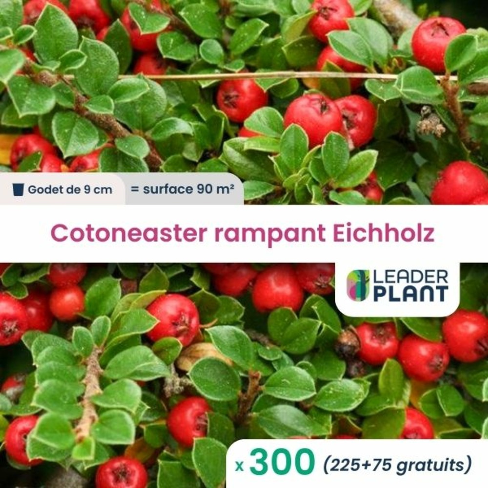Cotoneaster rampant eichholz