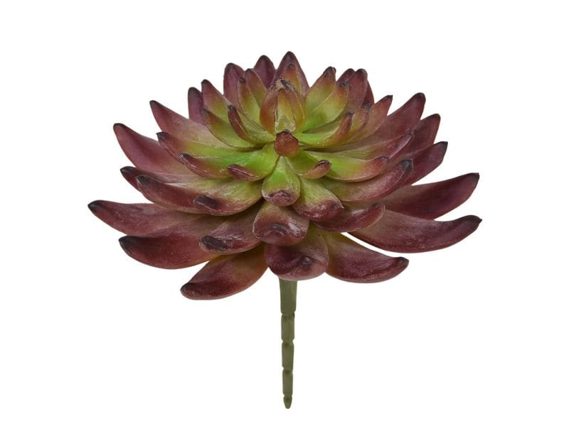 Botanic-Haus Kunstpflanze Echeveria Kaktus 14 cm Kunstblume mit natürlichem Aussehen
