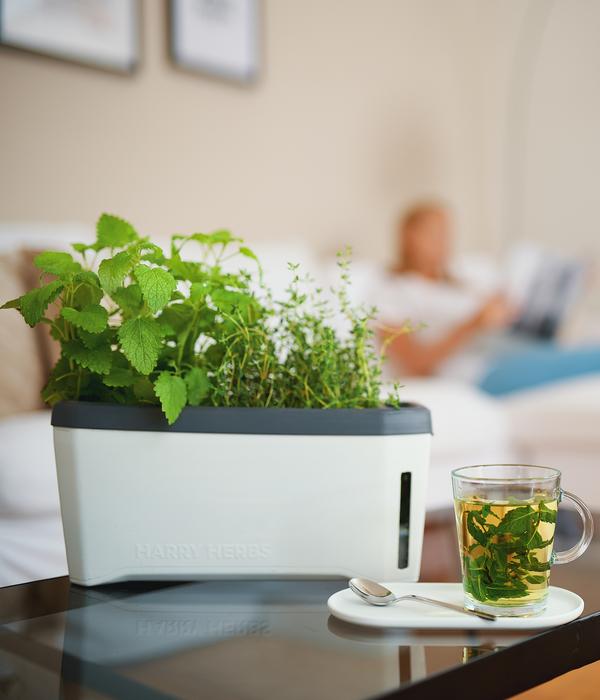 Gusta Garden Kräutertopf Harry Herbs, ca.