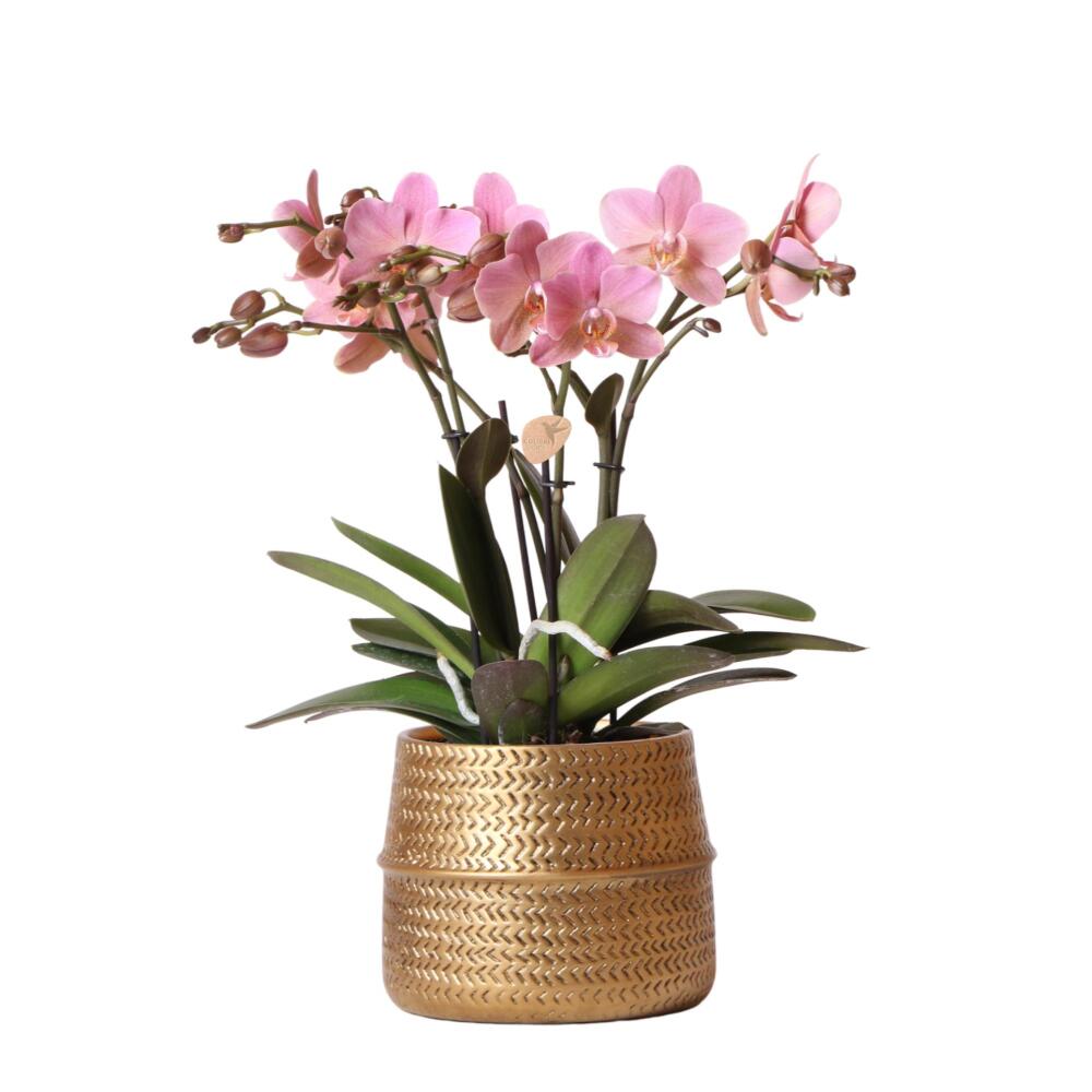 Kolibri orchids - orchidée phalaenopsis rose - treviso in groove pot gold - taille de pot 12cm