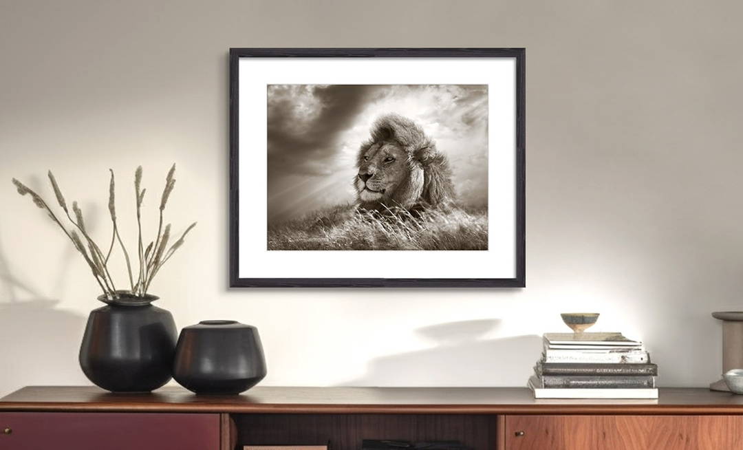 Lion King by Horst Klemm - Darlings - Small Limited Edition. 30x40.