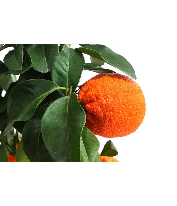 Rangpur-Limette 'Lima rossa'