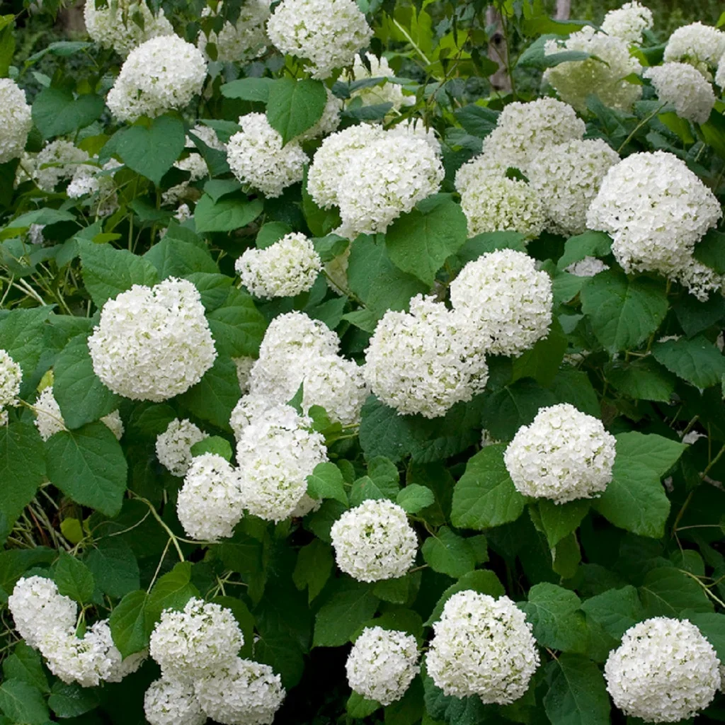 Hydrangea arborescens 'Annabelle' Vierhortensia 'Annabelle' Ø23 cm