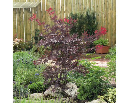 Rode Japanse esdoorn Acer palmatum 'Atropurpureum' H 60-80 cm Co 6.5 L
