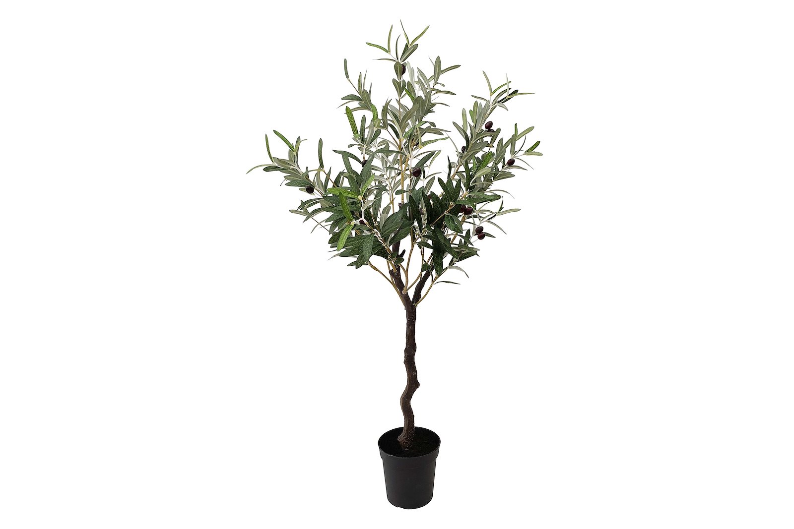 Oliventre potteplante