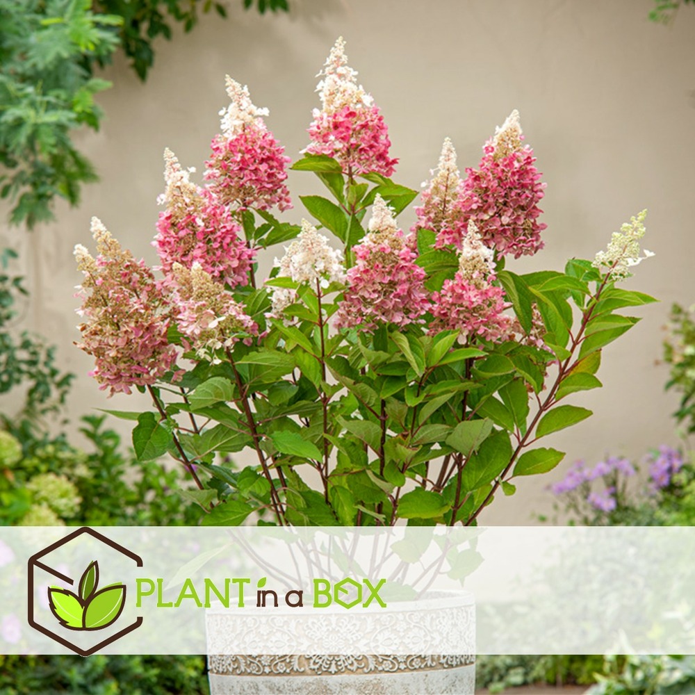 Hortensia 'pinky winky' - set de 2 - hortensia - pot 19cm - hauteur 25-40cm