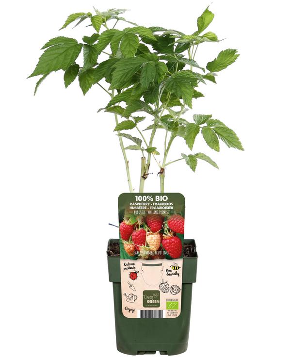 Bio Himbeere 'Malling Promise'
