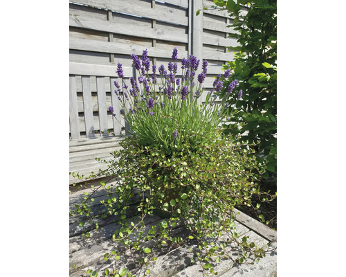 Lavendel met Mühlenbeckia Ø 16 cm terracotta pot 35 Jaar FloraSelf Jubileumeditie