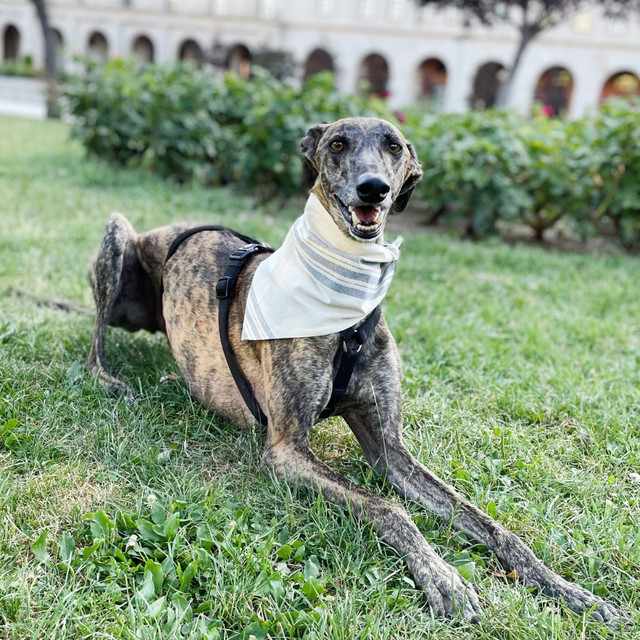 Cachecol UDog Formentera | Tamanho L