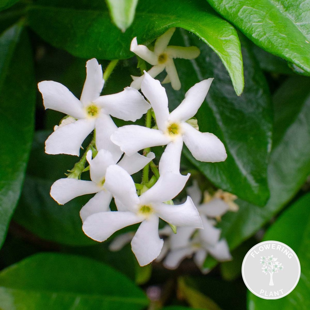 Trachelospermum étoile de venise – jasmin de toscane – plante grimpante – rustique – ⌀15 cm - ↕60-70 cm