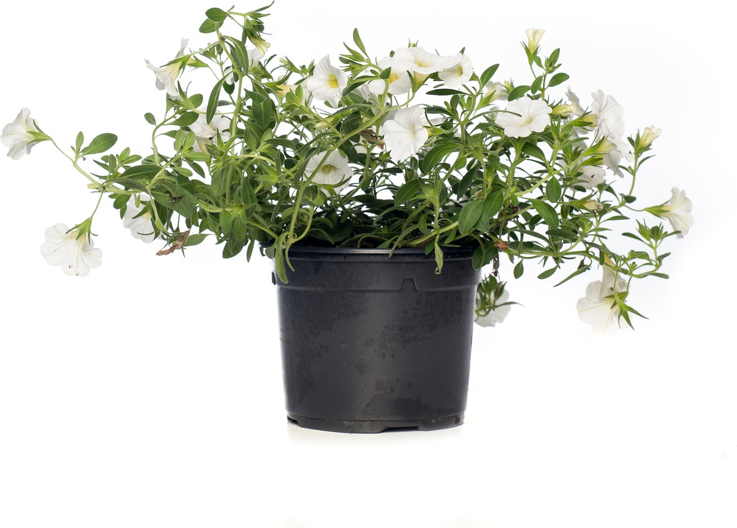Minipetunia (Calibrachoa) D 12 H 10 cm