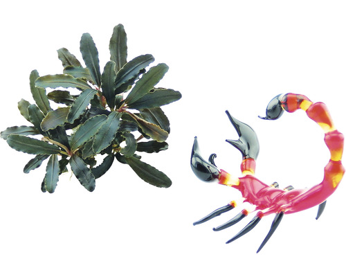 Bucephalandra-soort - Bucephalandra sp. 'Red Scorpion'