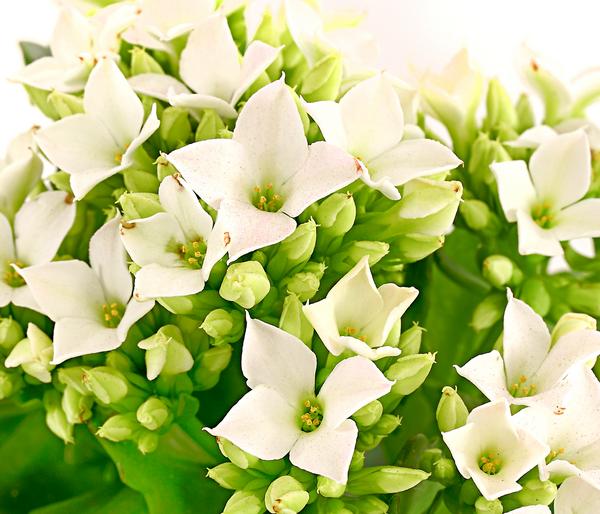 Mini Flammendes Käthchen - Kalanchoe